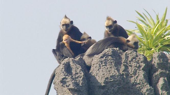 Detailbild Der Affe mit dem goldenen Schopf