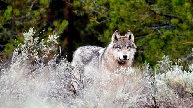 Detailbild Yellowstone - Das Geheimnis der Wölfe