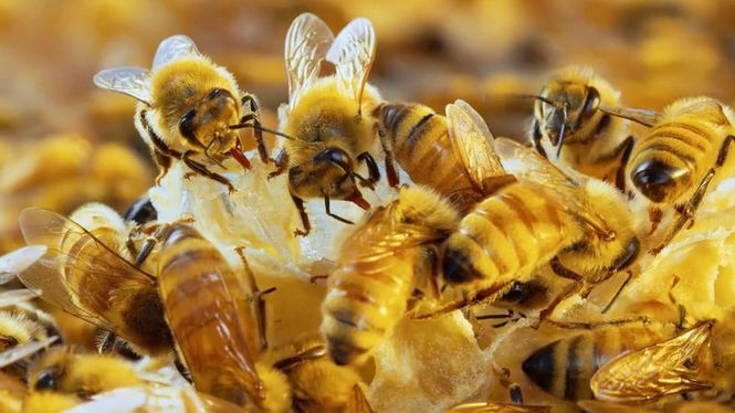 Detailbild Insekten entschlüsselt