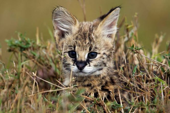 Detailbild Wilde Tierbabys