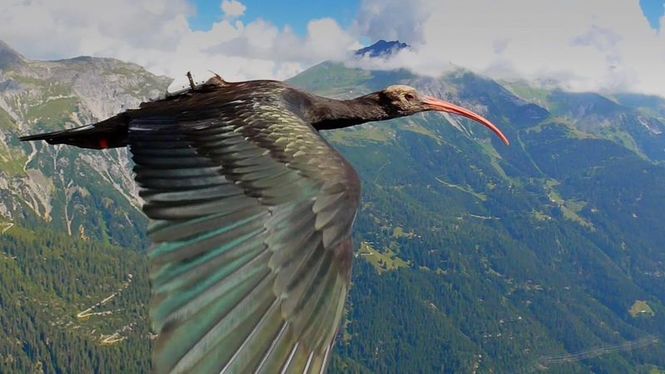 Detailbild Tierische Überflieger