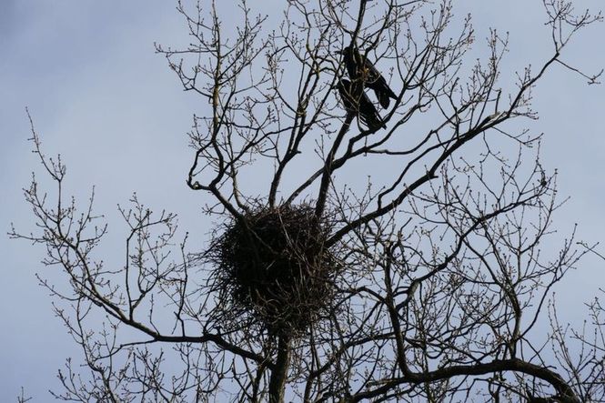 Detailbild Die klugen Rabenvögel